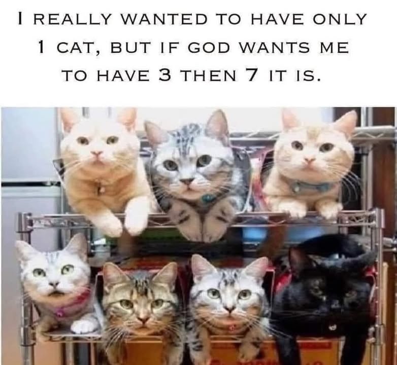 Funny Cat Memes