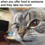 Funny Cat Memes