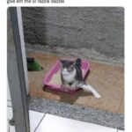 Funny Cat Memes