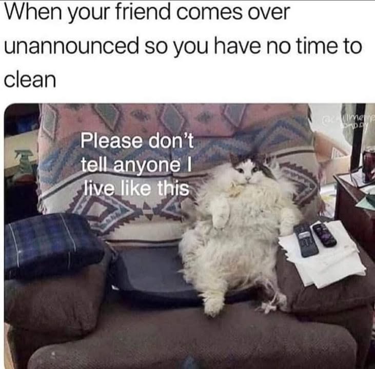 Funny Cat Memes