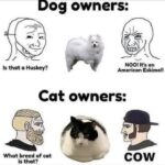 Funny Cat Memes