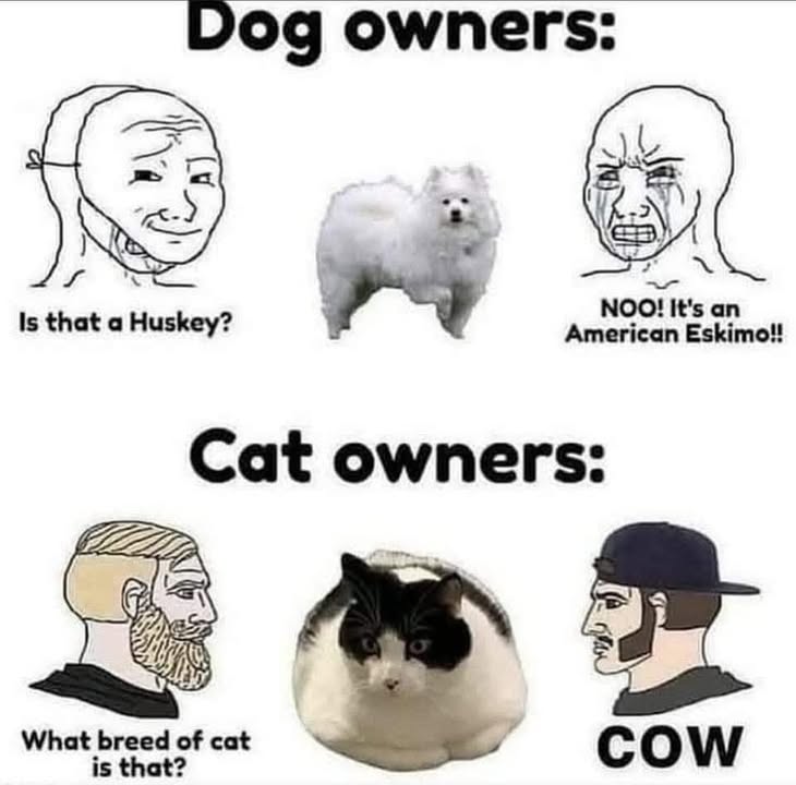 Funny Cat Memes