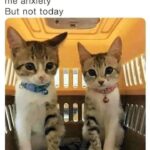 Funny Cat Memes