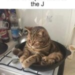 Funny Cat Memes