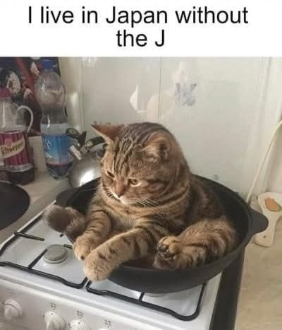 Funny Cat Memes