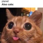 Funny Cat Memes