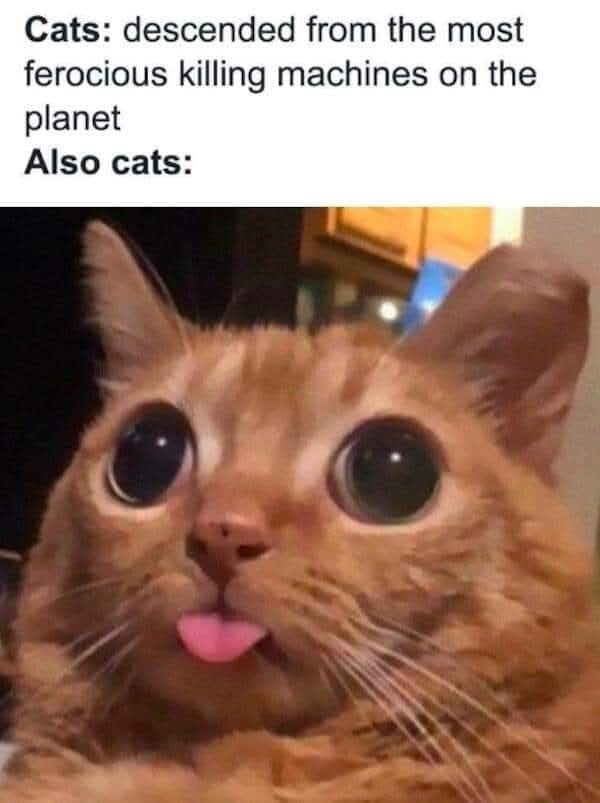 Funny Cat Memes