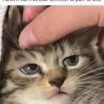 Funny Cat Memes