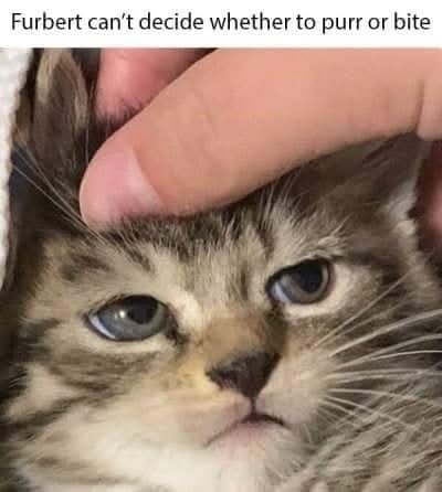 Funny Cat Memes