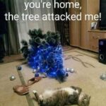 Funny Cat Memes