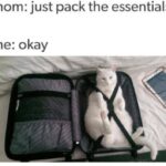 Funny Cat Memes