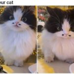 Funny Cat Memes