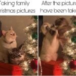 Funny Cat Memes