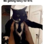 Funny Cat Memes