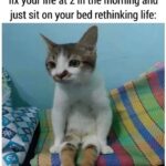 Funny Cat Memes