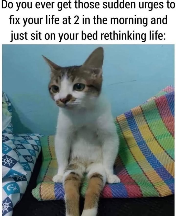 Funny Cat Memes