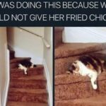 Funny Cat Memes