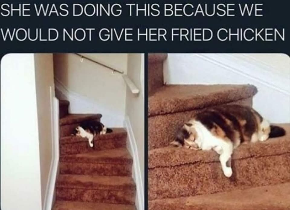 Funny Cat Memes