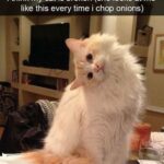 Funny Cat Memes