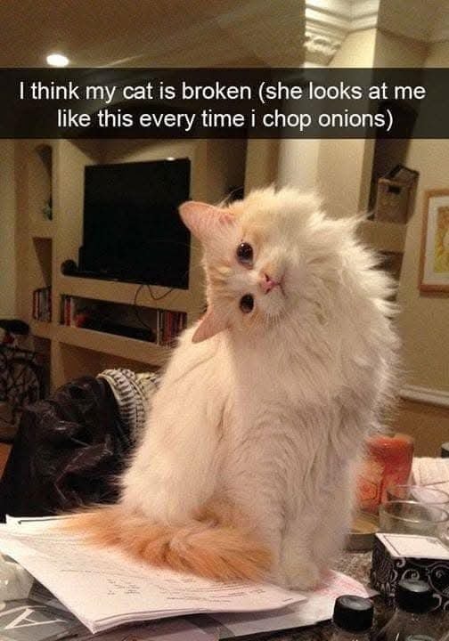 Funny Cat Memes