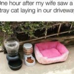 Funny Cat Memes