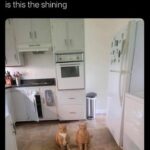 Funny Cat Memes