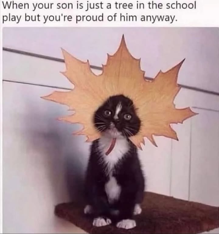 Funny Cat Memes