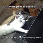 Funny Cat Memes