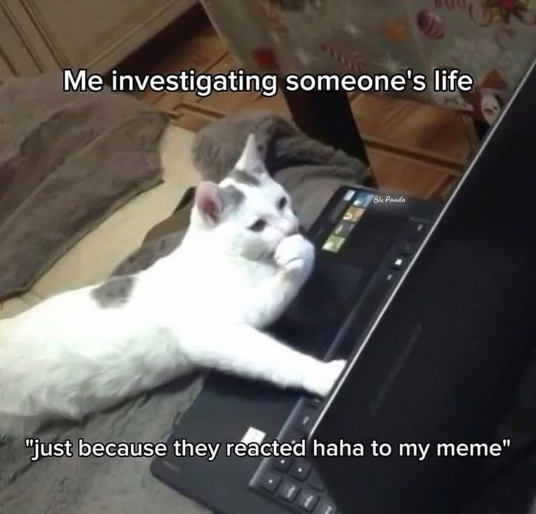 Funny Cat Memes