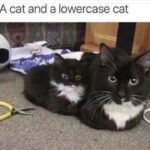 Funny Cat Memes