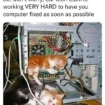 Funny Cat Memes