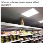 Funny Cat Memes