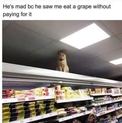 Funny Cat Memes