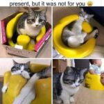 Funny Cat Memes