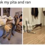 Funny Cat Memes