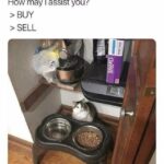 Funny Cat Memes