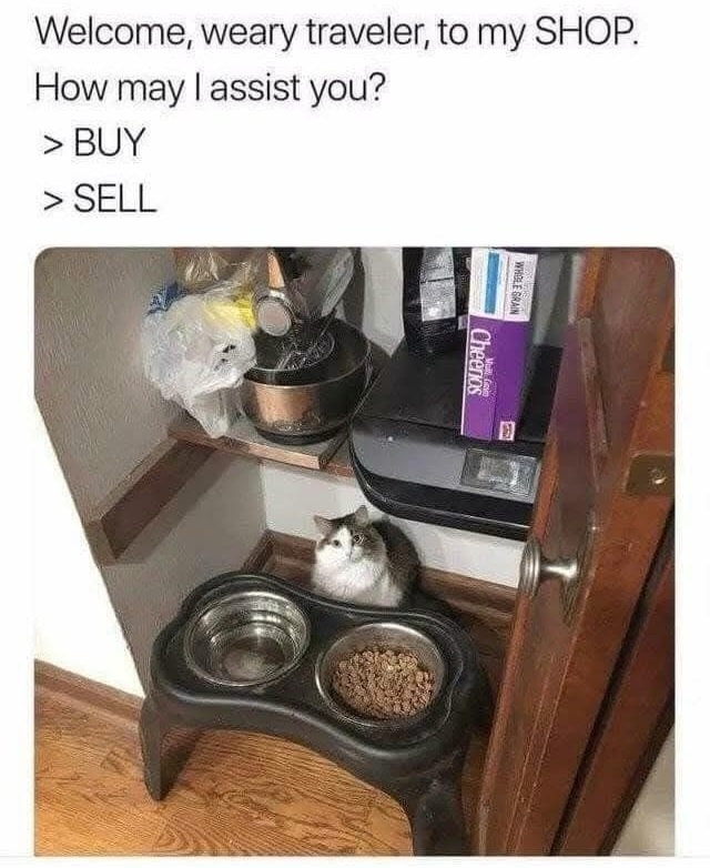 Funny Cat Memes