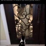 Funny Cat Memes