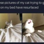 Funny Cat Memes