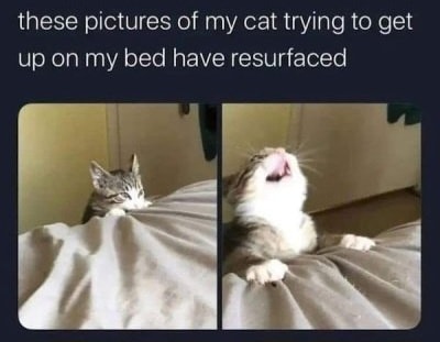 Funny Cat Memes