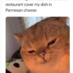 Funny Cat Memes