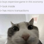 Funny Cat Memes