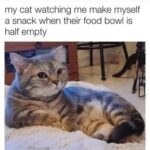 Funny Cat Memes