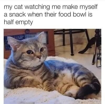 Funny Cat Memes