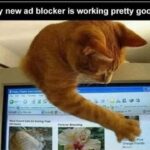 Funny Cat Memes