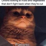 Funny Cat Memes