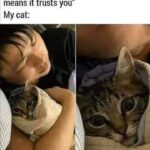 Funny Cat Memes