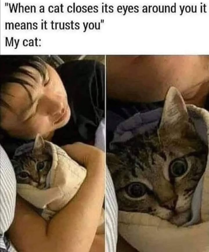 Funny Cat Memes