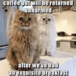 Funny Cat Memes