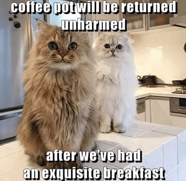 Funny Cat Memes